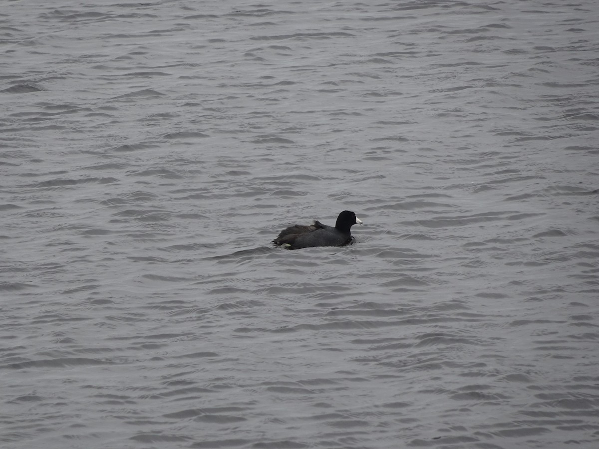 American Coot - ML567912431