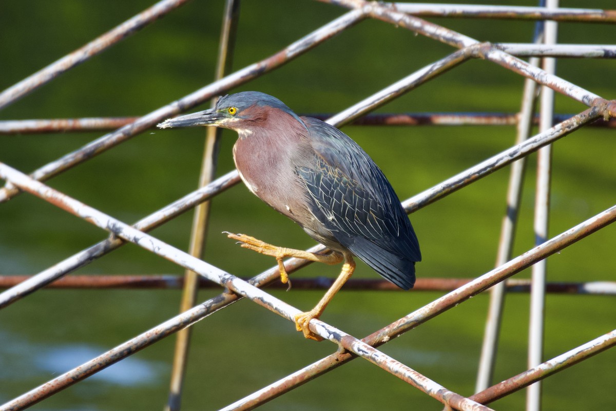 Green Heron - ML567912941