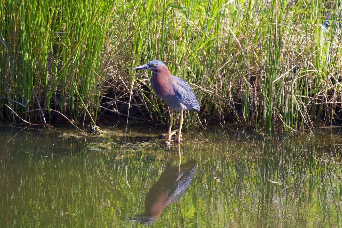 Green Heron - ML567912961