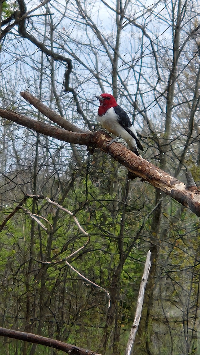 Pic à tête rouge - ML567913171