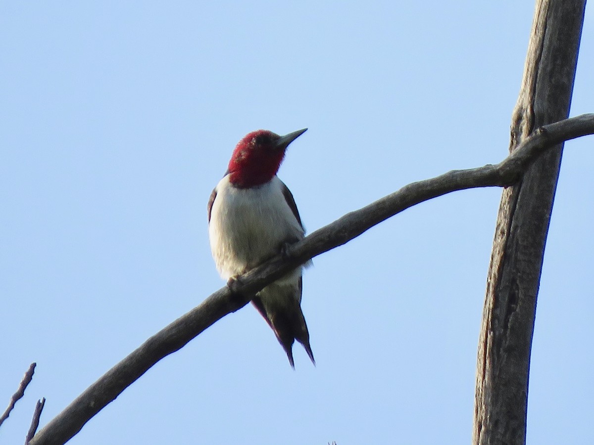 Red-headed Woodpecker - Lisa Hoffman