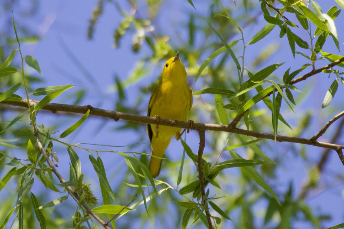 Yellow Warbler (Northern) - ML567913361