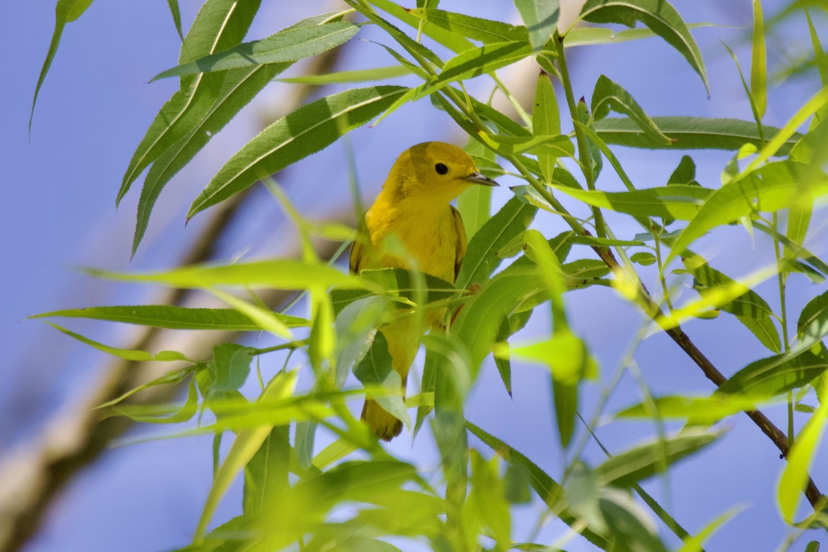 Yellow Warbler (Northern) - ML567913371