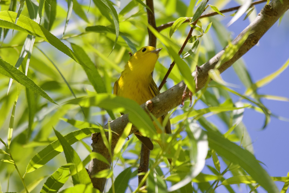Yellow Warbler (Northern) - ML567913381