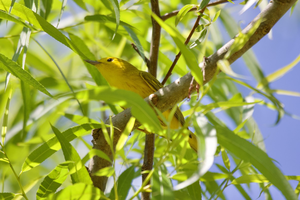 Yellow Warbler (Northern) - ML567913391