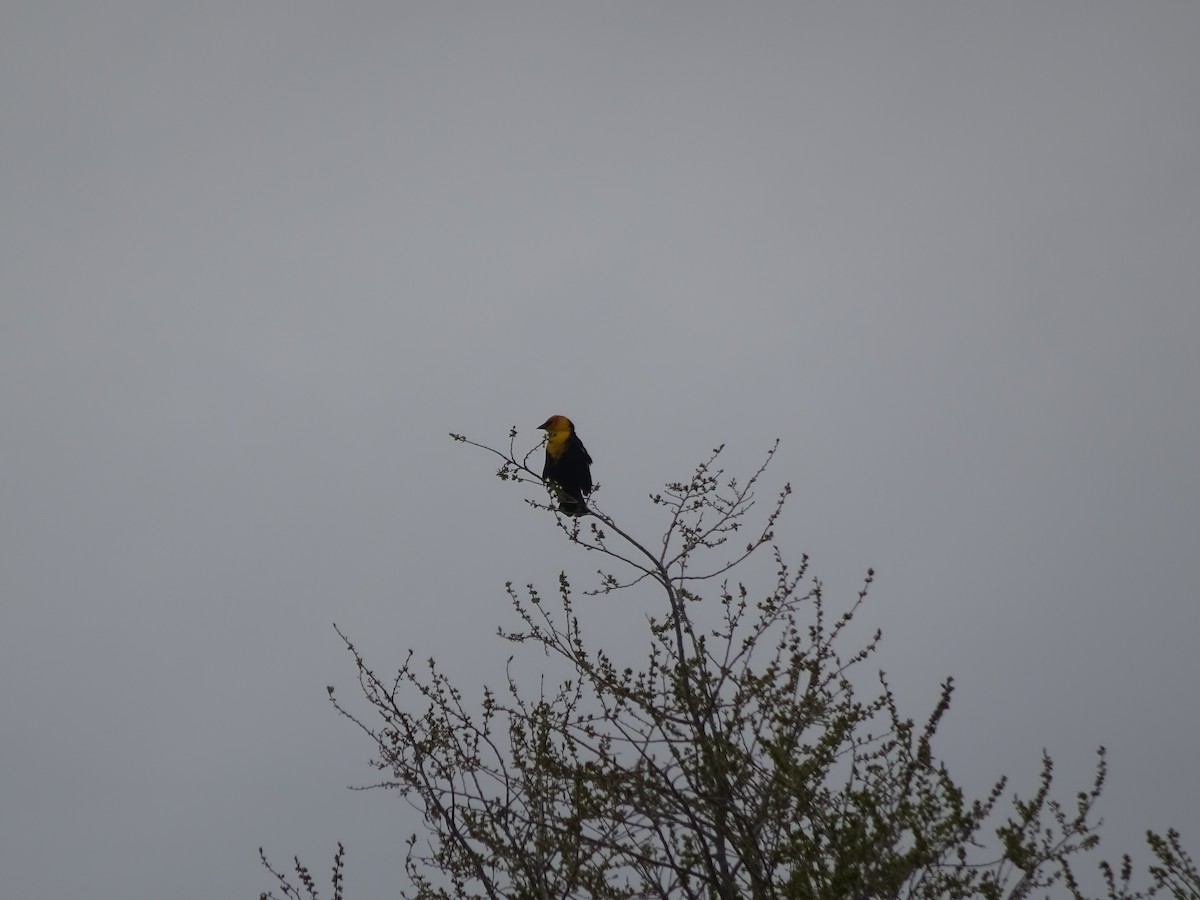 Yellow-headed Blackbird - Kira Dayton