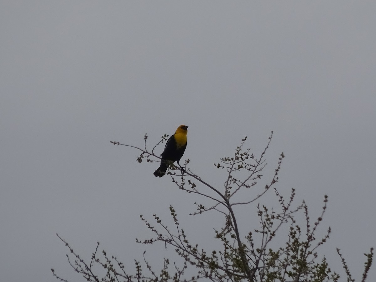 Tordo Cabeciamarillo - ML567913621