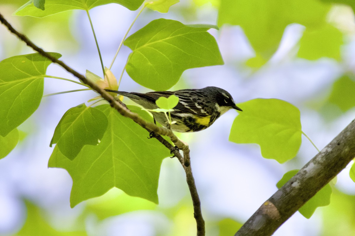 Yellow-rumped Warbler (Myrtle) - ML567913661