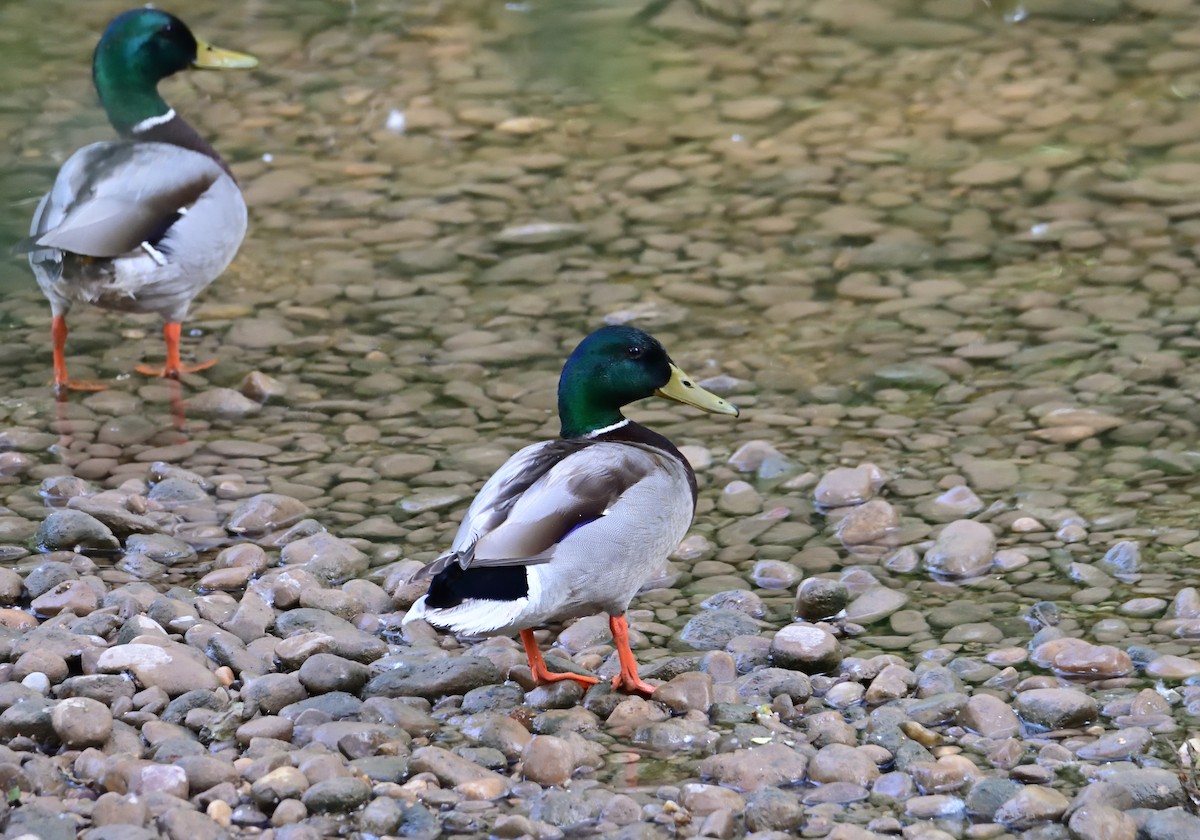 Canard colvert - ML567913841