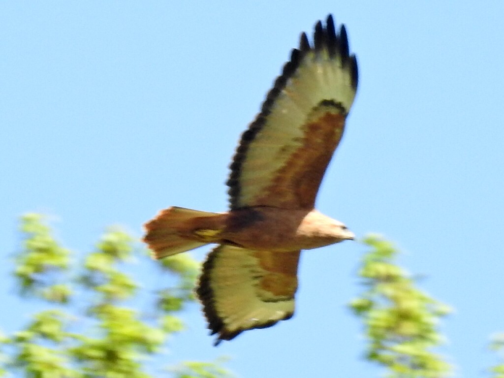 Long-legged Buzzard - ML567914431