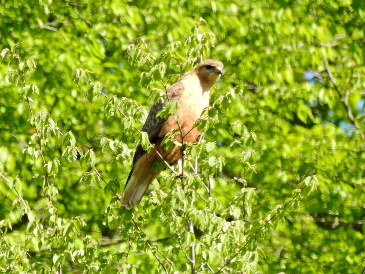 Adlerbussard - ML567914441