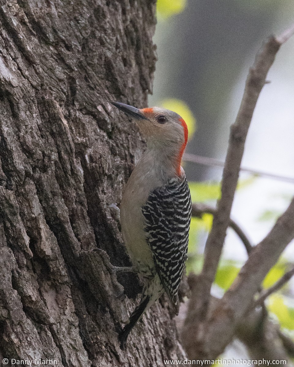 Red-bellied Woodpecker - ML567916061