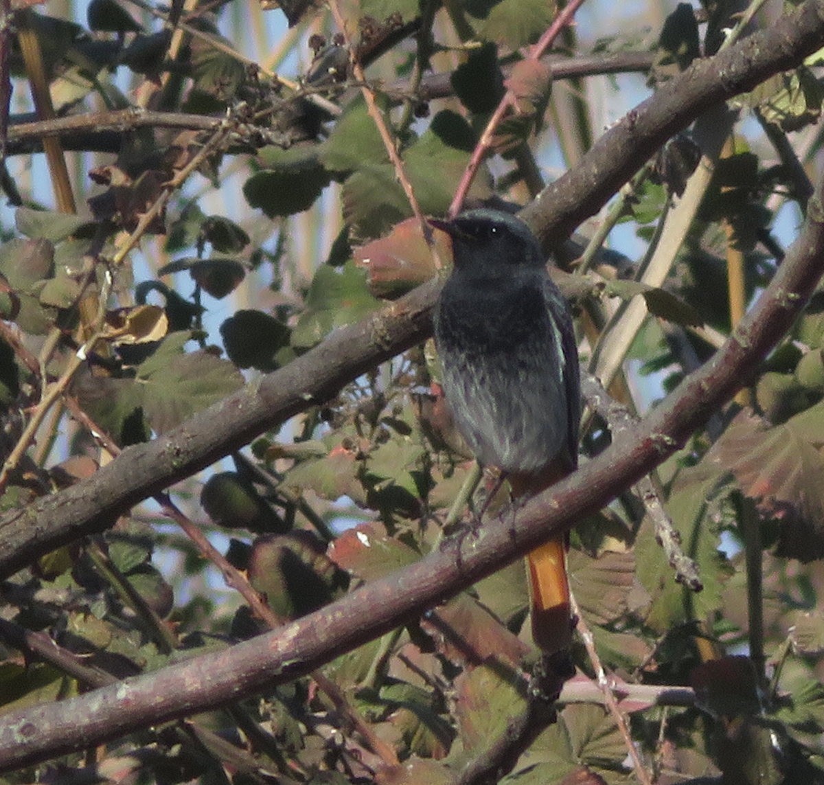 Black Redstart - ML567916441