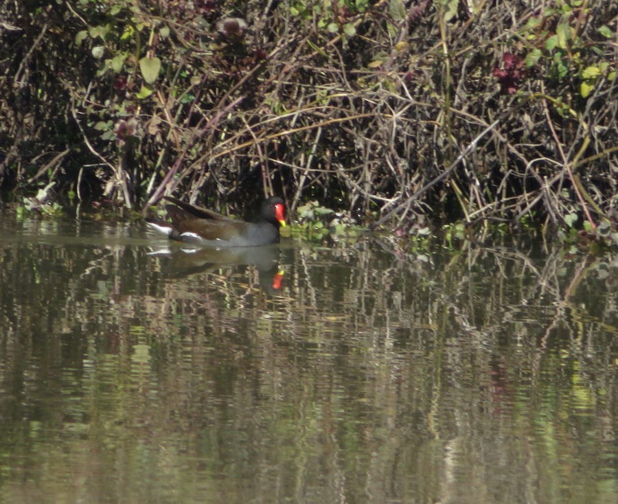 Eurasian Moorhen - ML567916741