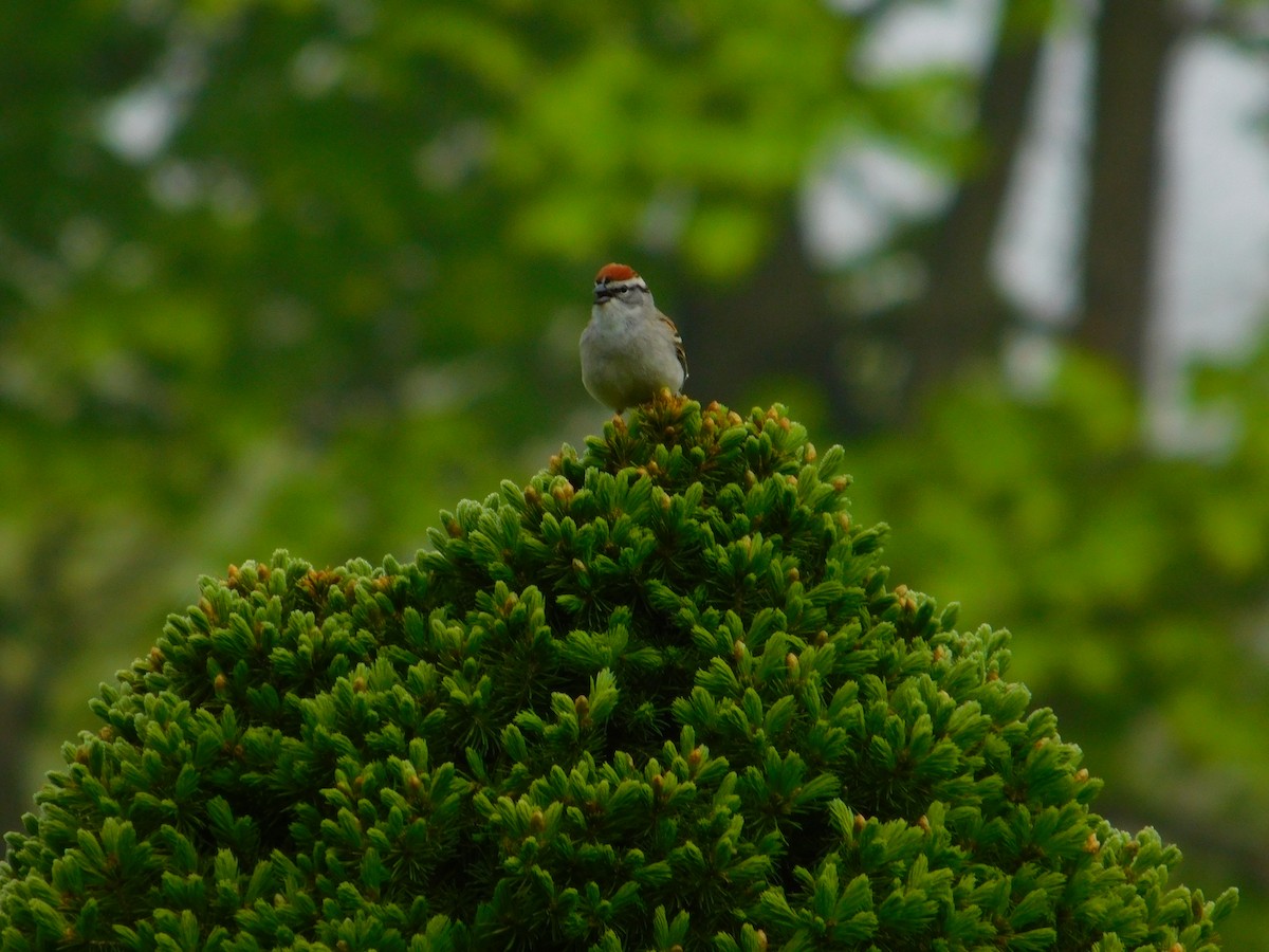 Chipping Sparrow - ML567917641