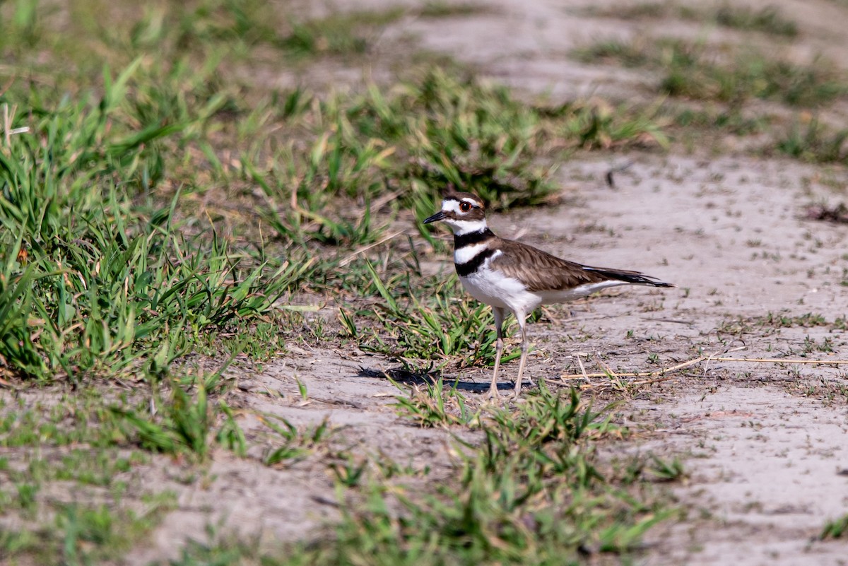 Killdeer - Alex Bodden