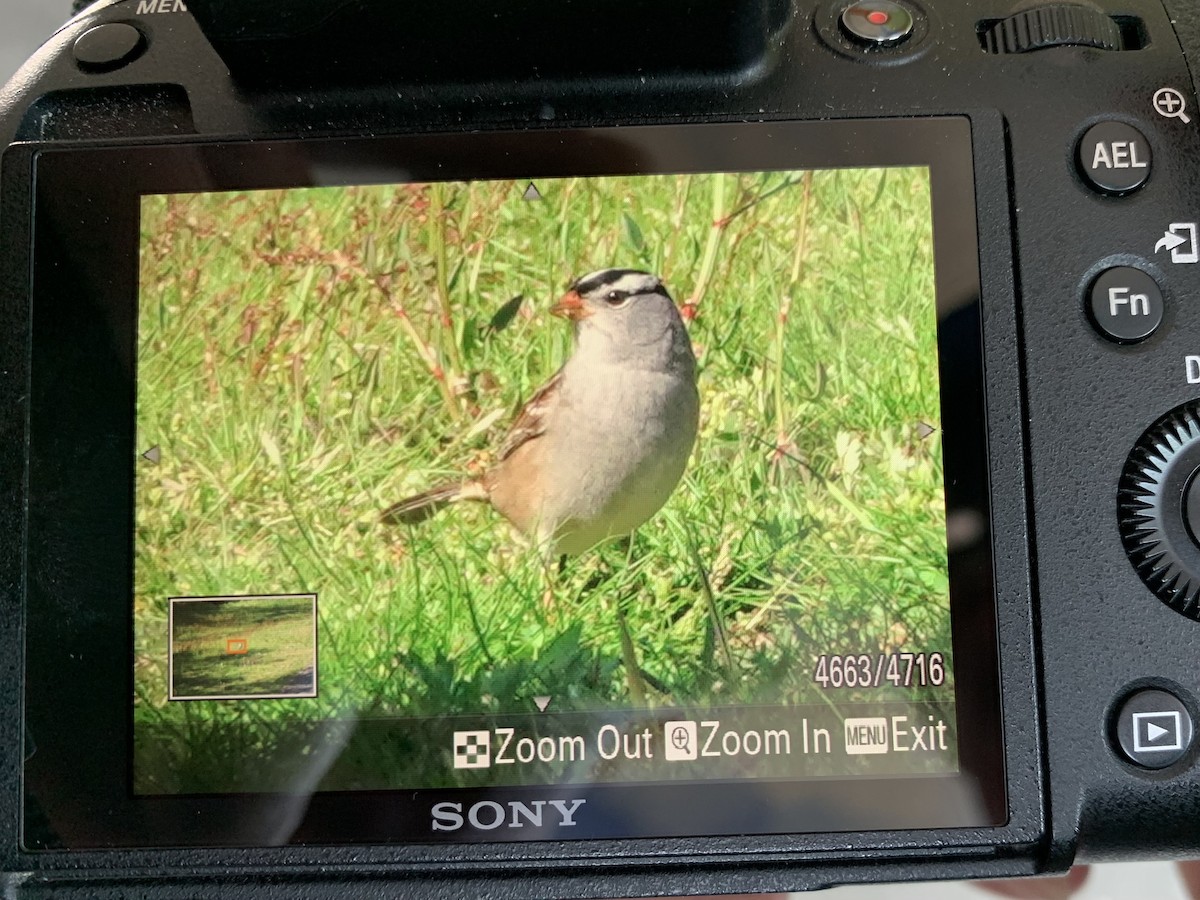 White-crowned Sparrow (Gambel's) - ML567919441