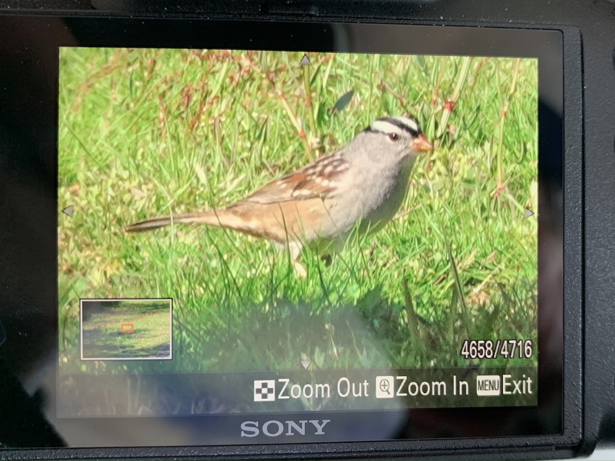 White-crowned Sparrow (Gambel's) - ML567919501