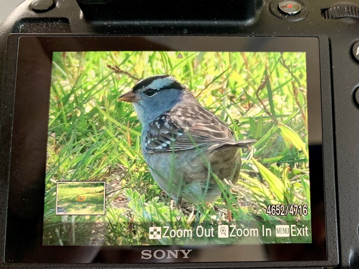 White-crowned Sparrow (Gambel's) - ML567919511
