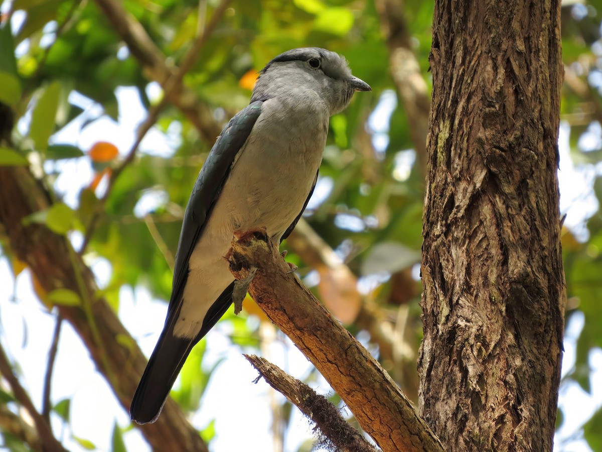 Cuckoo-roller - ML567919781