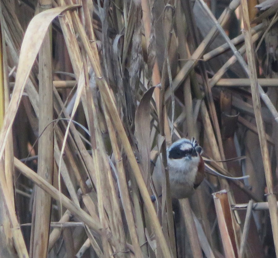 Eurasian Penduline-Tit - ML567920001