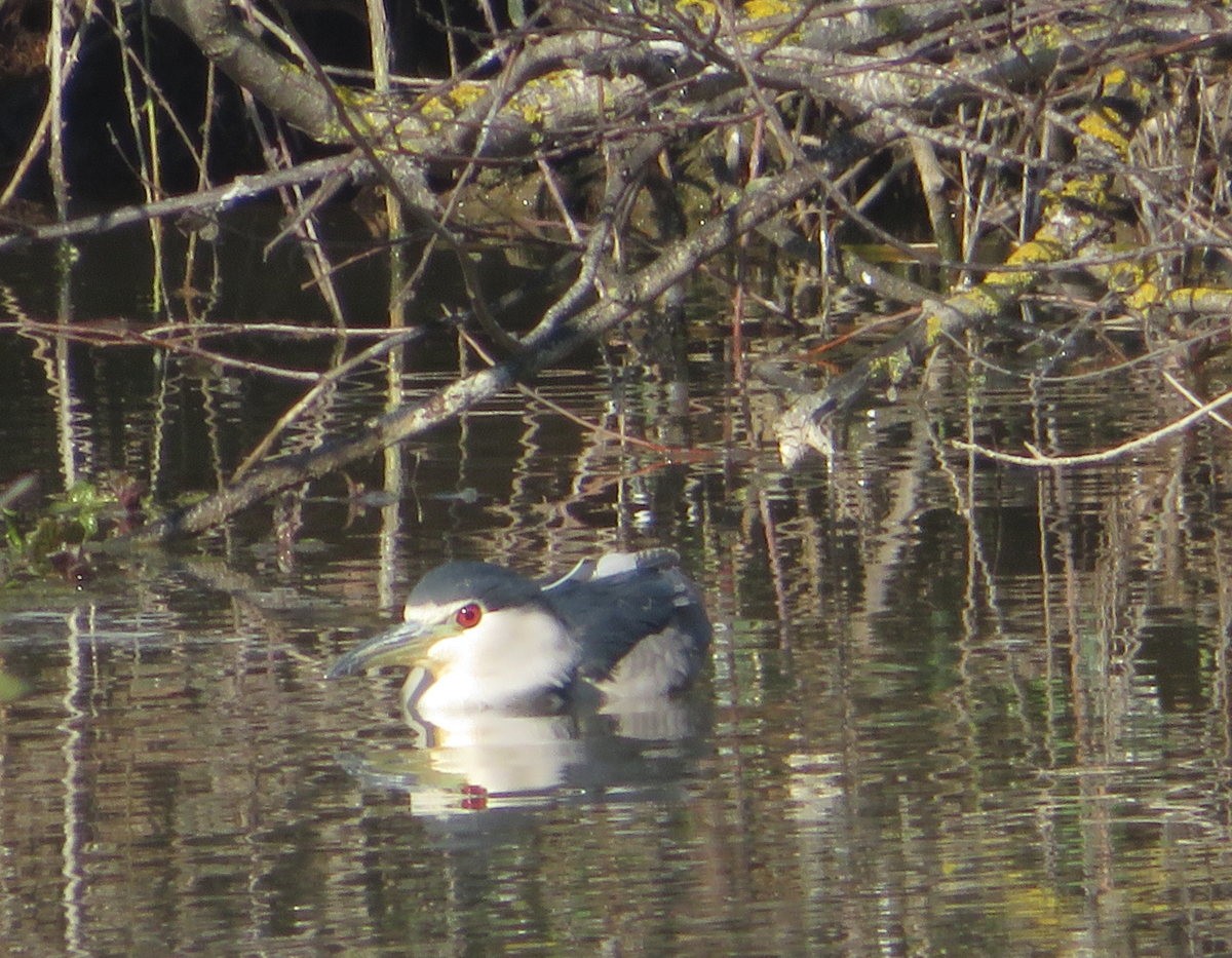 Black-crowned Night Heron - ML567920381