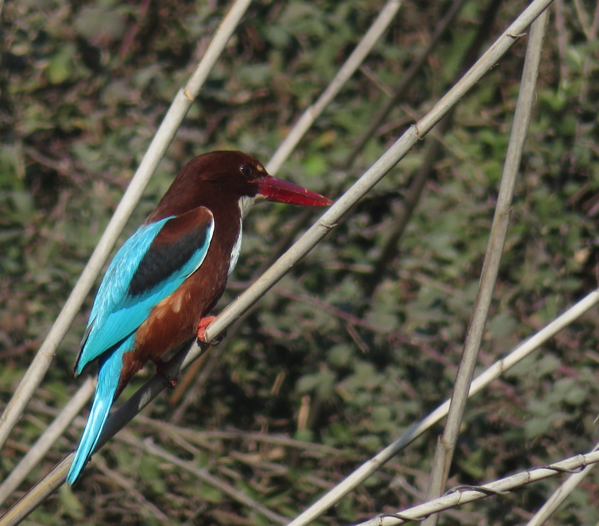 White-throated Kingfisher - ML567920881