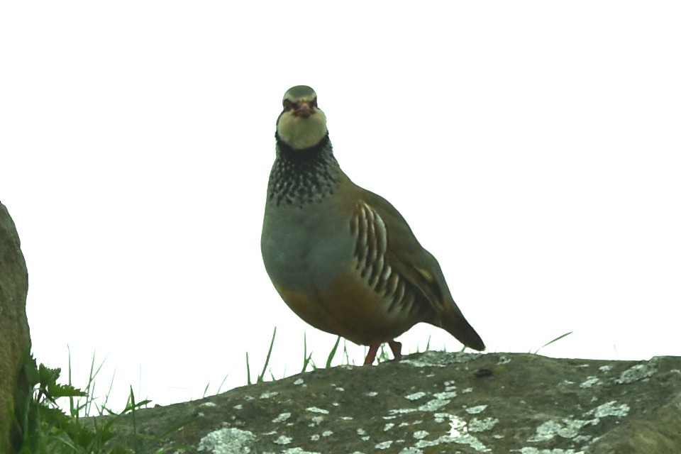 Red-legged Partridge - ML567921261