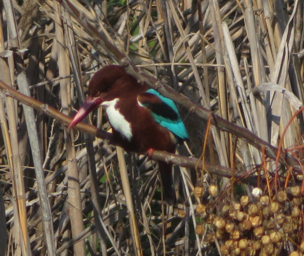 White-throated Kingfisher - ML567921651