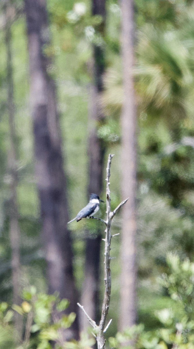 Belted Kingfisher - ML567921801
