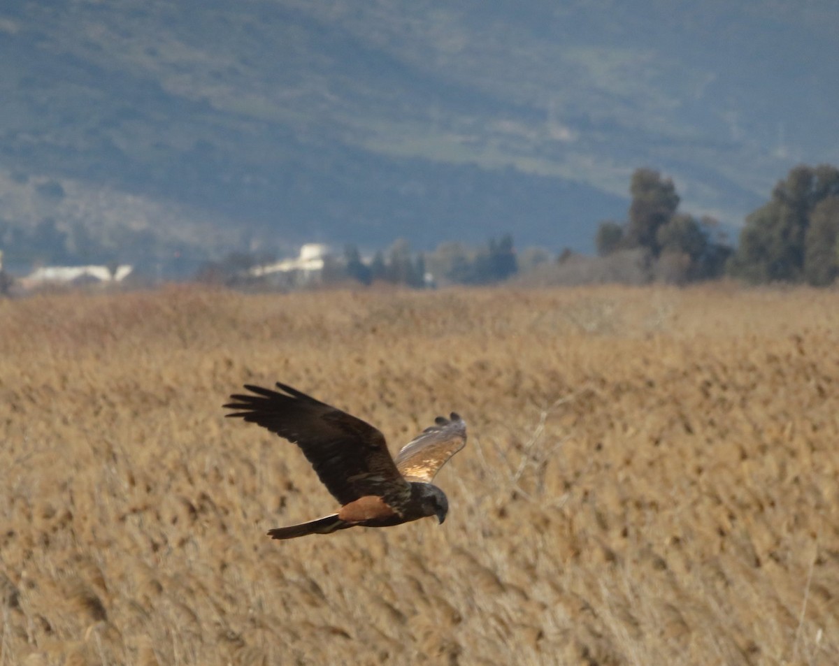 Western Marsh Harrier - ML567922291