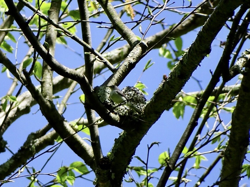 Blue-gray Gnatcatcher - ML567922411