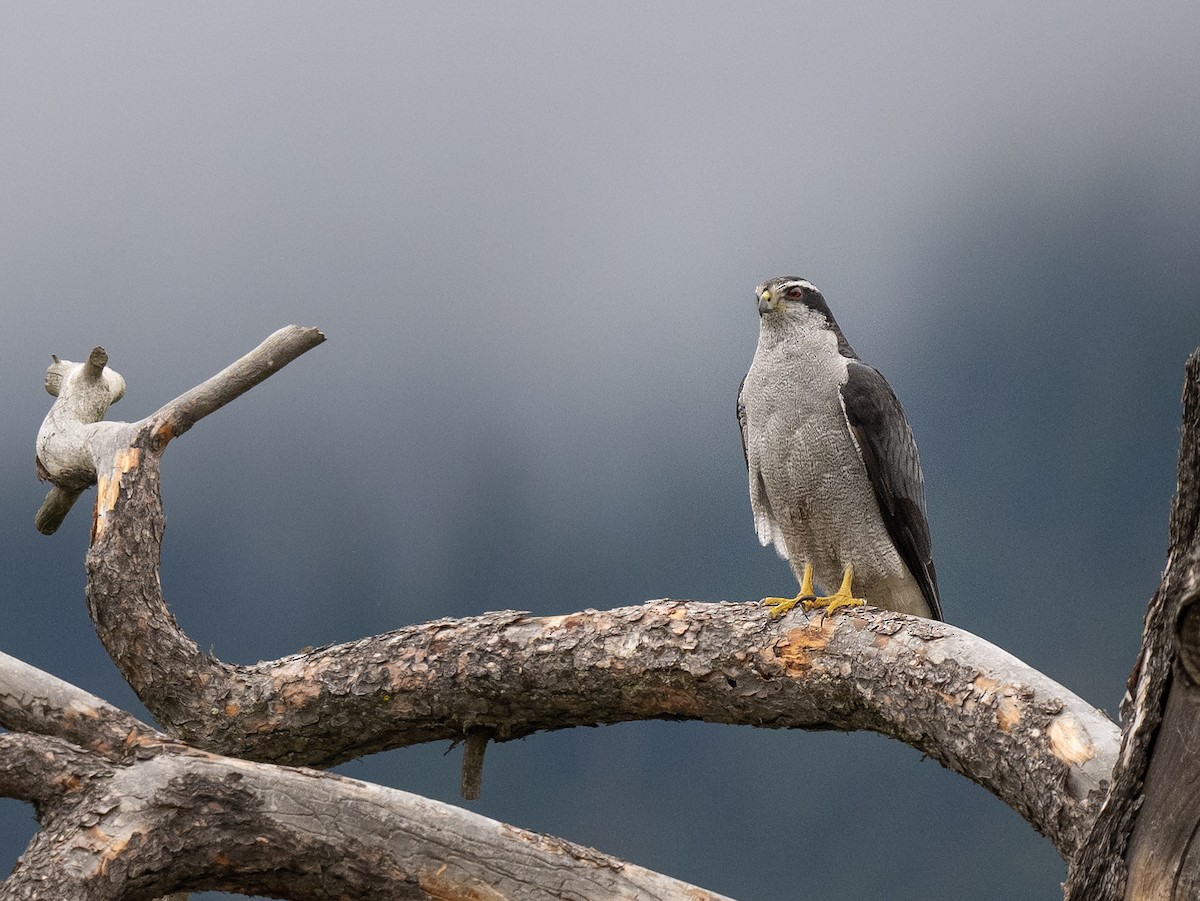 American Goshawk - ML567923131