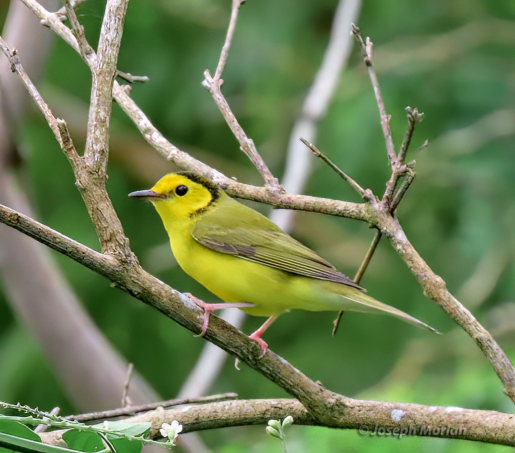 Hooded Warbler - ML567923791