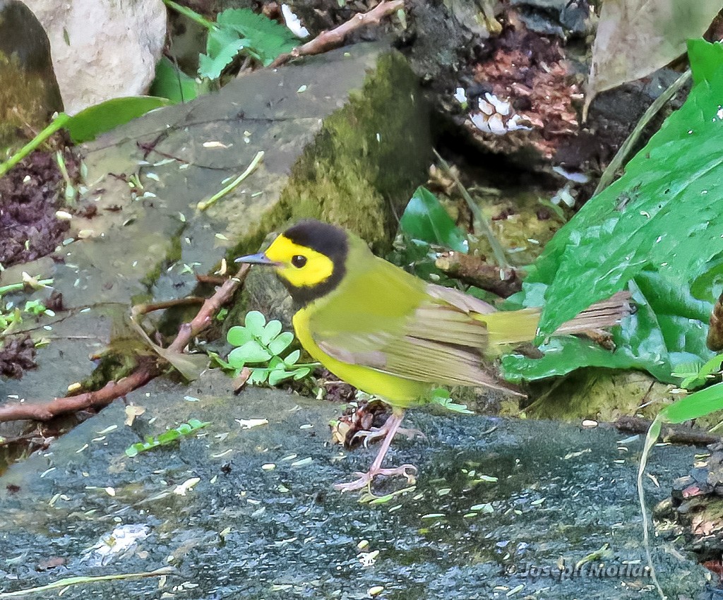 Hooded Warbler - ML567923821