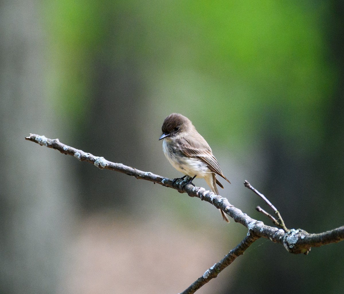 Eastern Phoebe - ML567925021