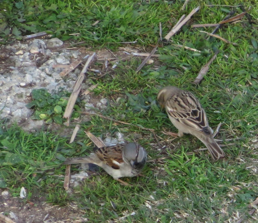 House Sparrow - ML567925611