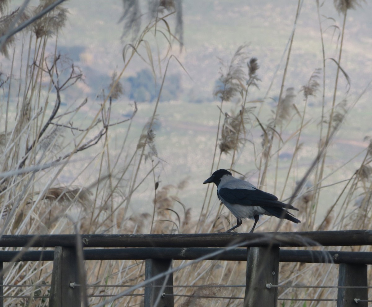 Hooded Crow - ML567925791