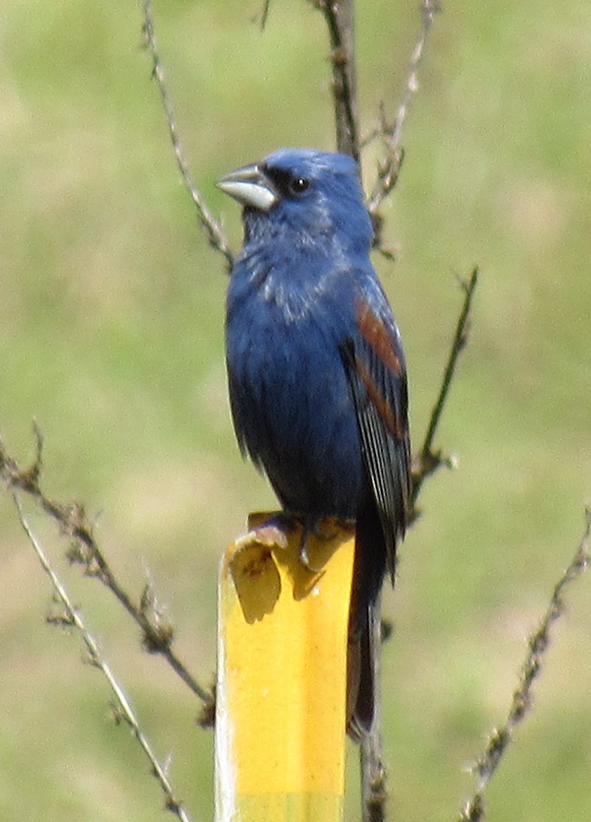 Blue Grosbeak - ML567925891