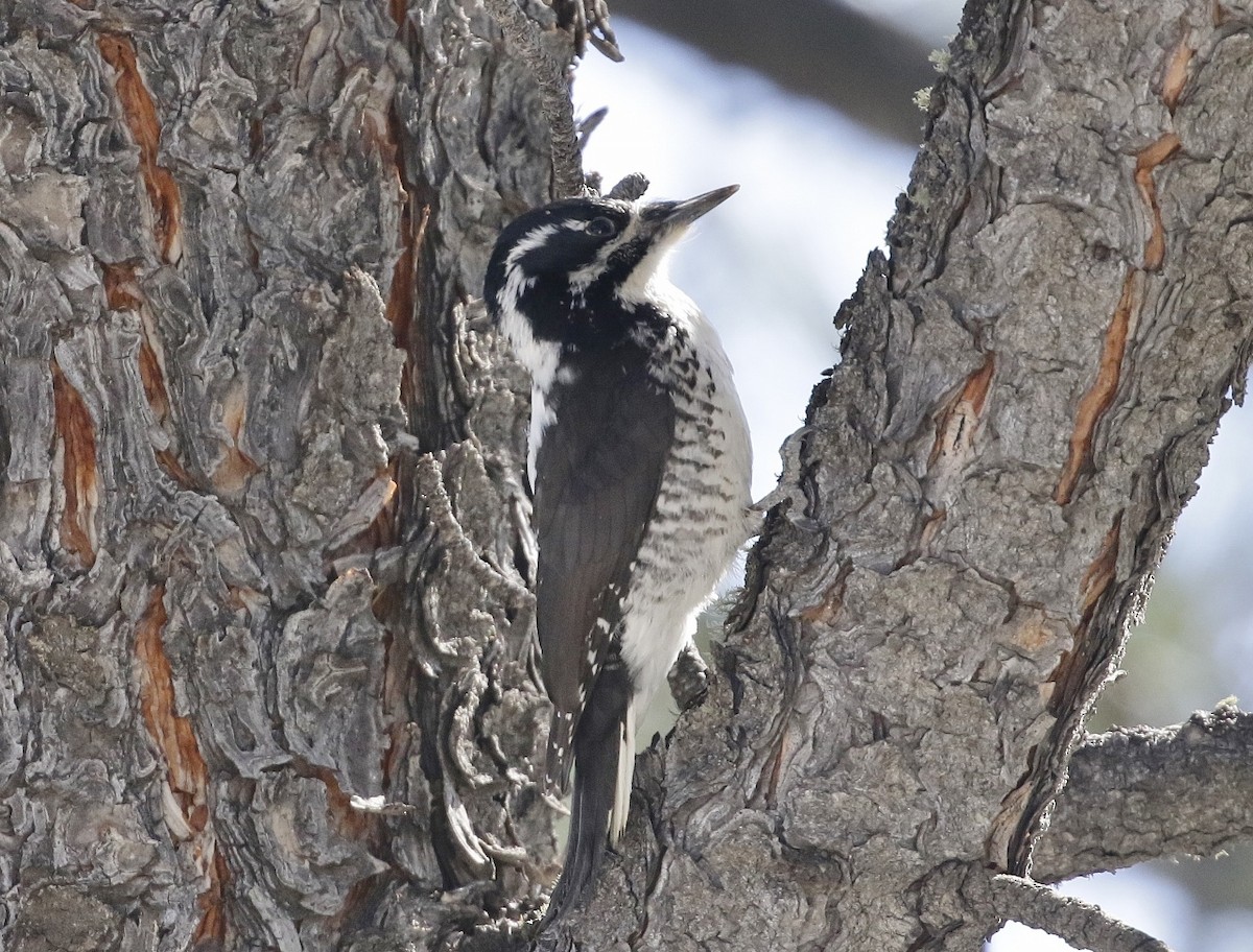 American Three-toed Woodpecker - ML567925931