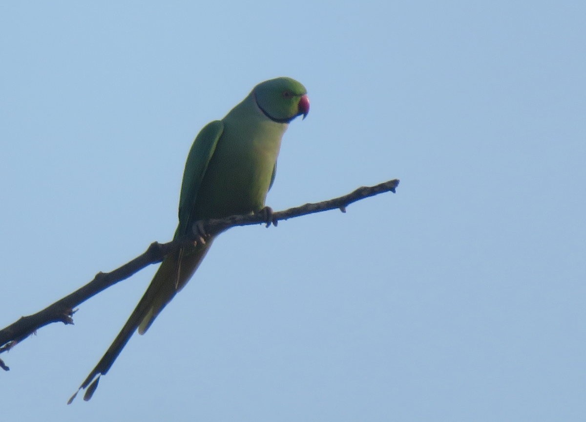 Rose-ringed Parakeet - ML567926131