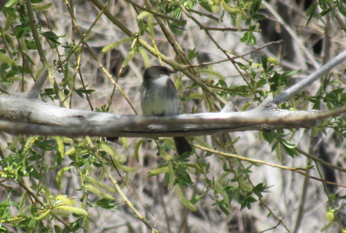 Eastern Phoebe - ML567927081