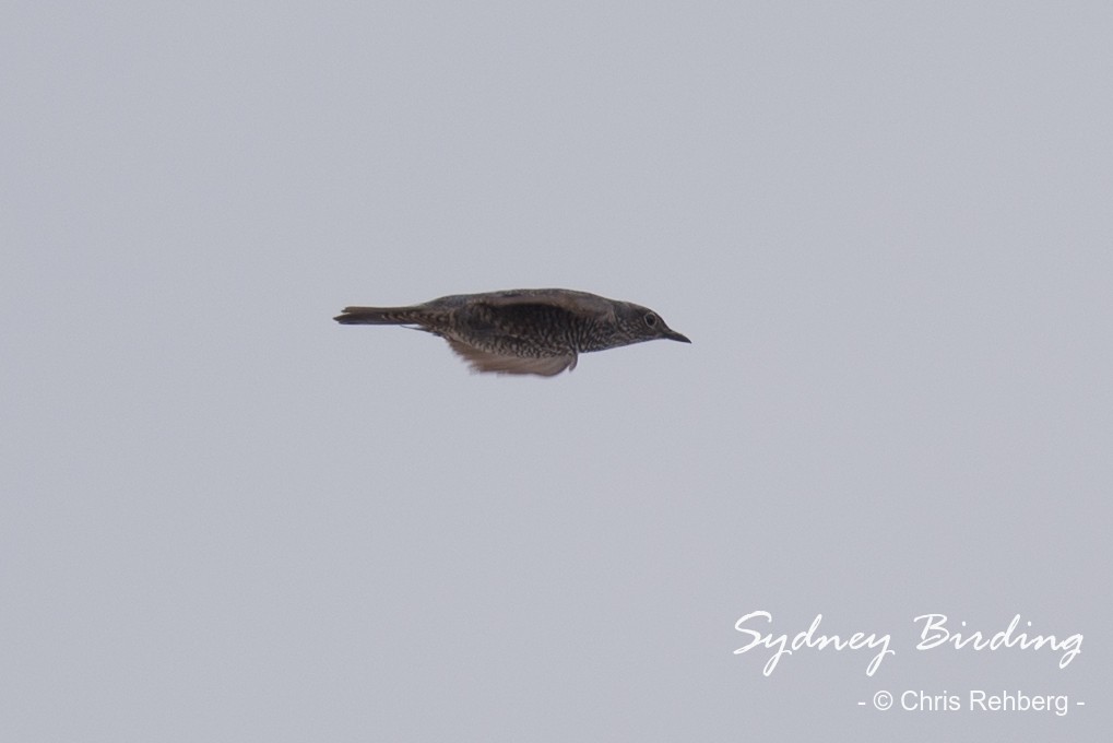 Blue Rock-Thrush - ML567928771