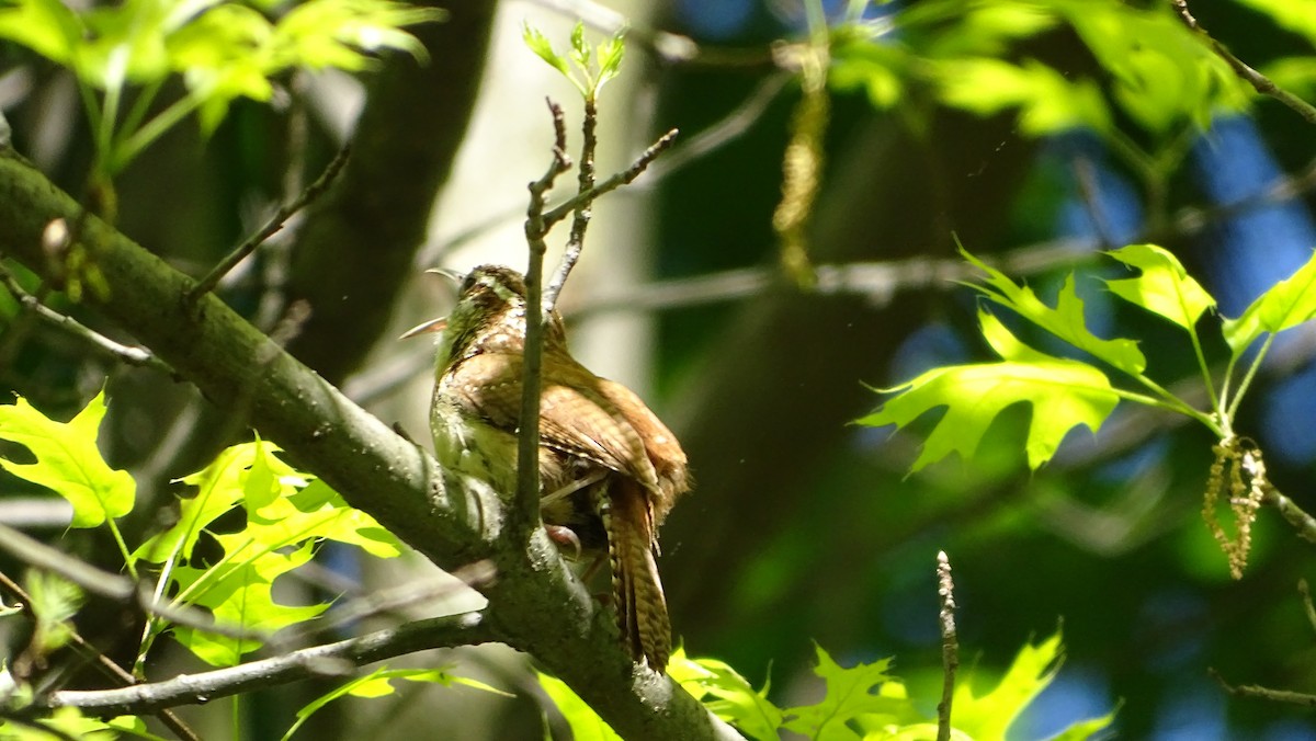 Carolina Wren - ML567928921