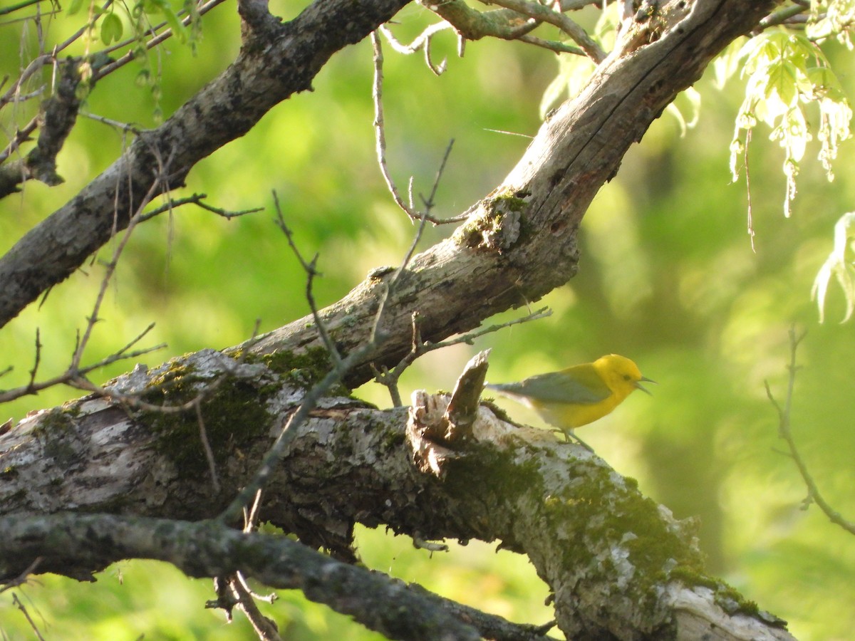 Prothonotary Warbler - ML567929621