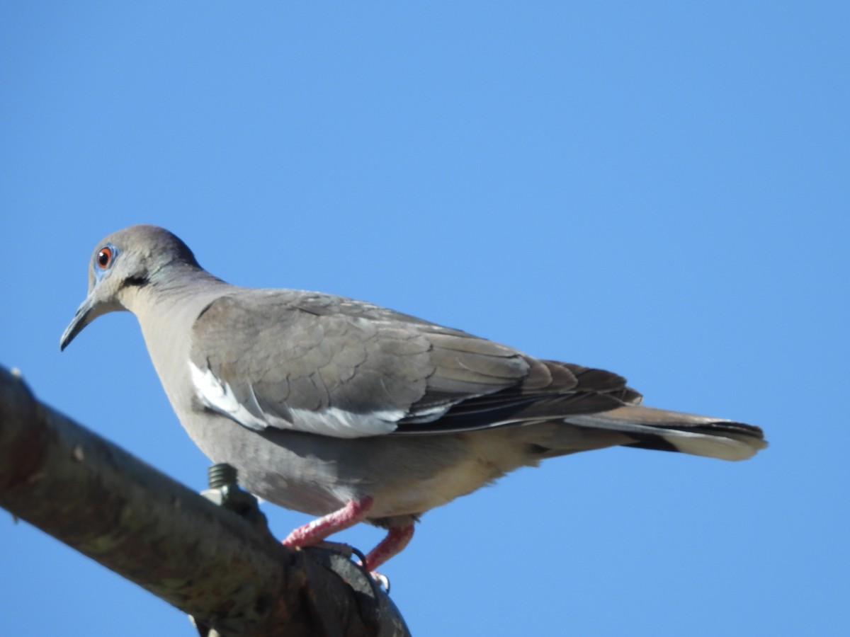 White-winged Dove - ML567931041