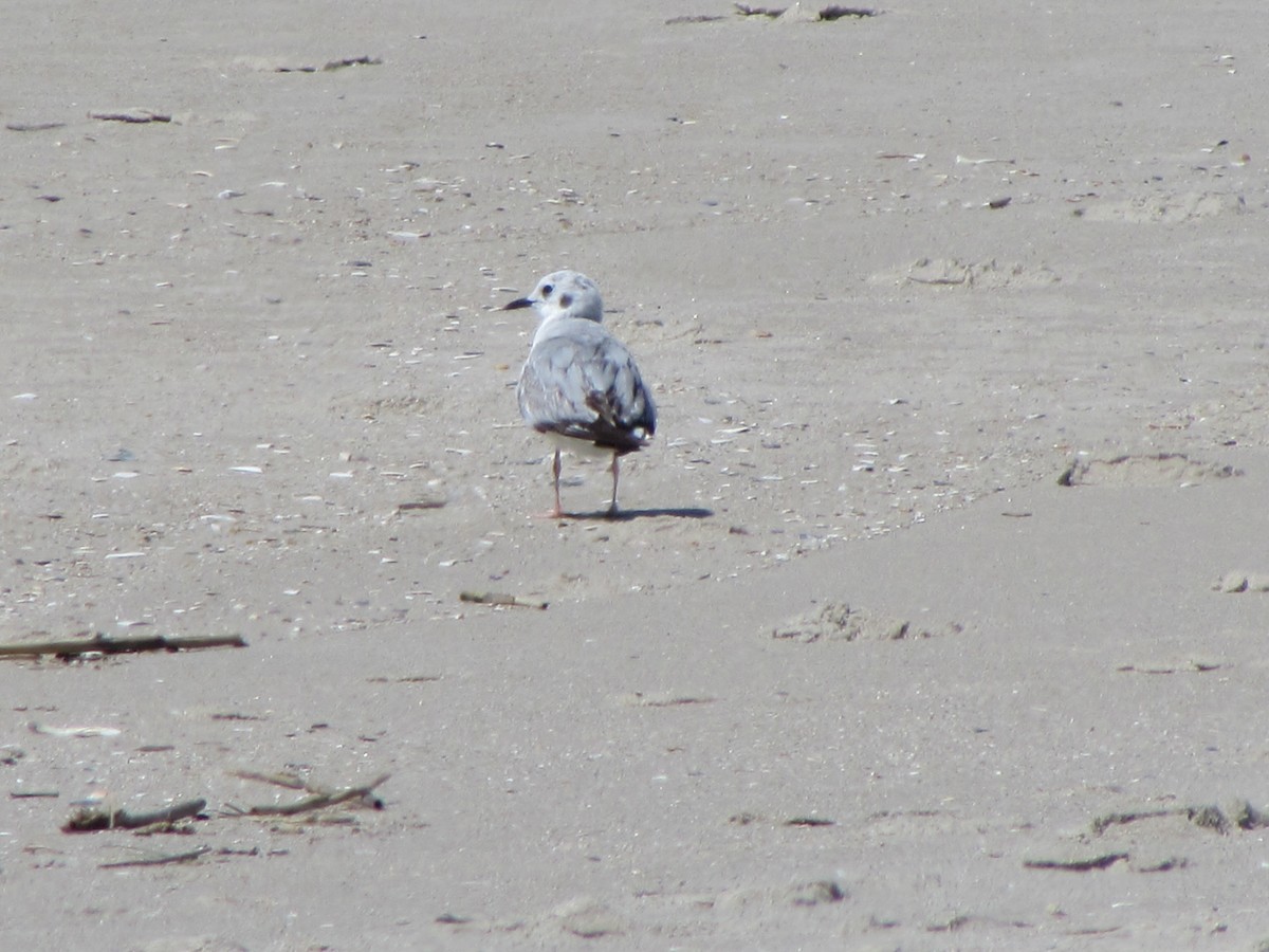 Bonaparte's Gull - ML567931581