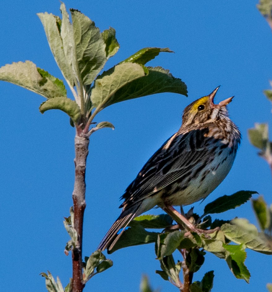 Savannah Sparrow - ML567935011