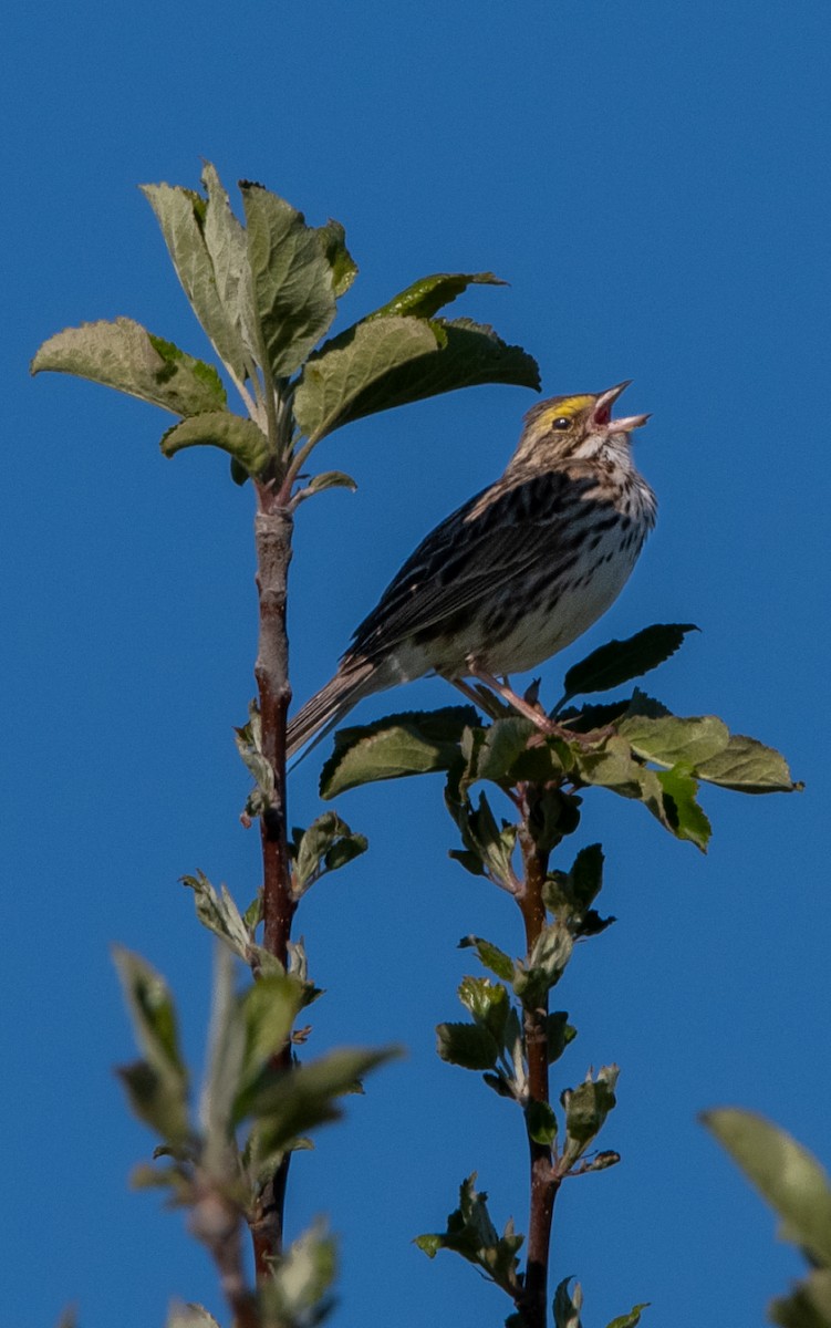 Savannah Sparrow - ML567935021