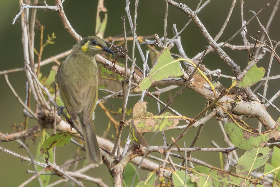 Elegant Honeyeater - ML567935581